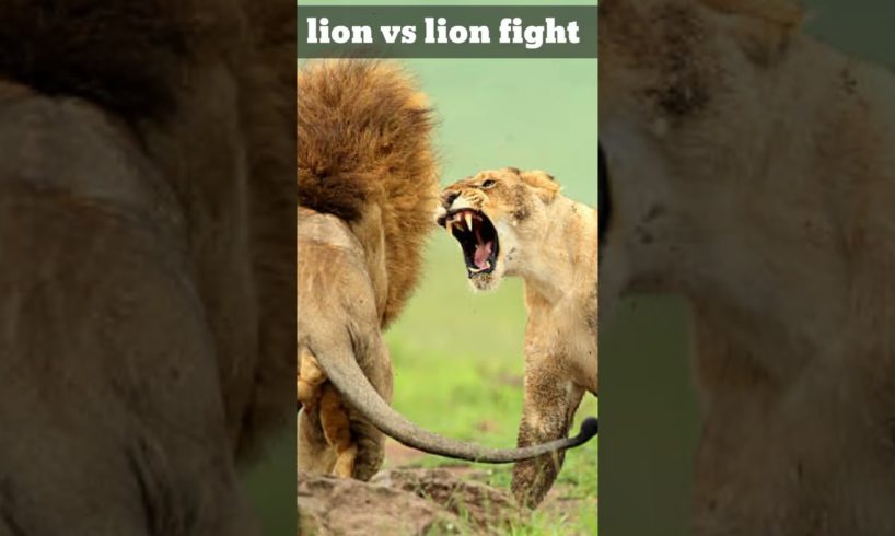 lion fight #lion #short #status #viral #lionattitude #fight #4k #8k #animals #tiger #wildlife #viral