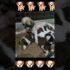 mother dog feeding her cutest puppies 🥰#shorts #viral #youtubeshorts #youtube #shortvideo