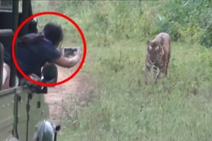 "Terrifying Encounter: Tigers Attack Tourists in the Wild!"