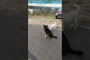 #streetdog #streetdoganimal rescuedog rescuestreet doginspiring animal rescuesdog rescue videos