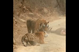 tiger steal hunt from tigress | #shorts #facts #animals