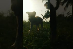 very very cute Adorable dogs cutest puppies TAJ puppies