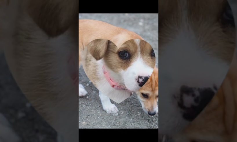 worlds cutest puppies 🐕🐕🥰🤗#lovely puppies