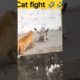 आरंभ है प्रचंड X Funny animal fights #shorts #cats