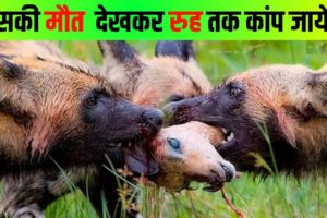 इसकी मौत देखकर रूह कांप जायेगी | Wild Dog Hunting Brutal | Dangerous animals fights