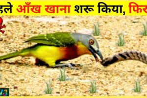 ऐसी लड़ाई पहले कभी नहीं देखी होगी || Most Dangerous Animal Fights