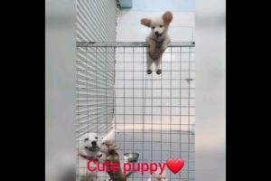 क्यूट puppy#funny puppy dog#03kviral#shorts