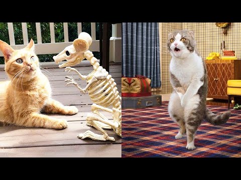 1 Hour Of Funniest / Cats And😹 Dogs Videos || Funny #animals  #2023 Competition #pets