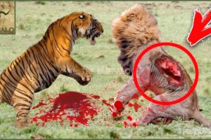 10 CRAZIEST ANIMAL FIGHTS CAUGHT ON CAMERA. Lion versus leopard, Giraffe versus giraffe