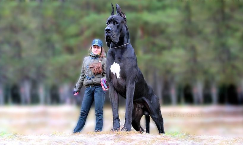 11 Biggest Dogs in the World