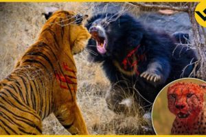 12 Wildest Animal Fights Caught on Camera