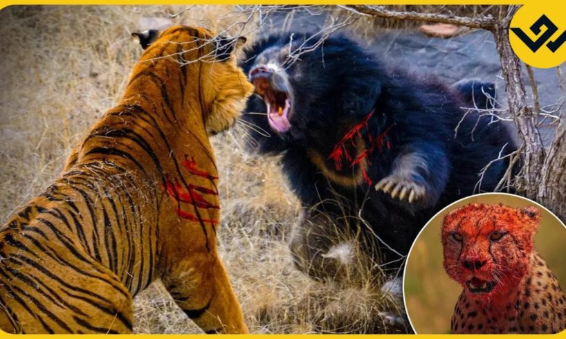 12 Wildest Animal Fights Caught on Camera