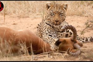 15 A cunning and ruthless moment of a leopard hunting | Animal fight