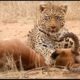 15 A cunning and ruthless moment of a leopard hunting | Animal fight