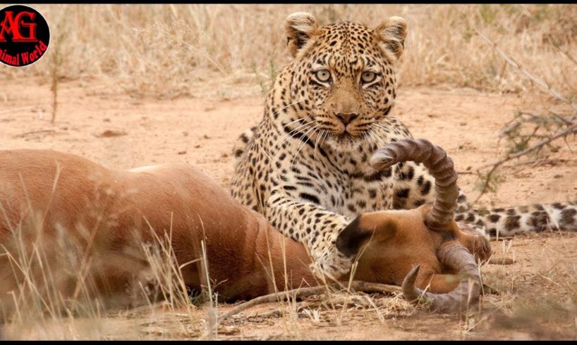 15 A cunning and ruthless moment of a leopard hunting | Animal fight