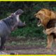 15 CRAZIEST Animal Fights OF All Time 2023