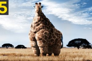 15 FATTEST Animals Ever Seen