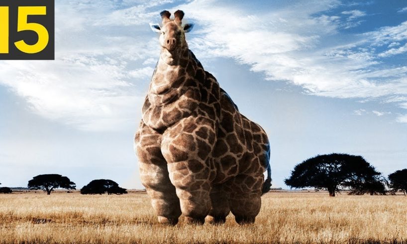 15 FATTEST Animals Ever Seen