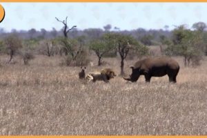 15 Heavy Battle Where Rhinos And Lions Take The Stage