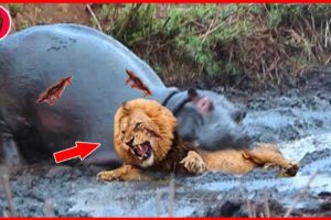 15 Moment Brutal Angry Hippo Attacks Everything Under The Swamp | Animal Fights