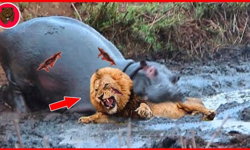 15 Moment Brutal Angry Hippo Attacks Everything Under The Swamp | Animal Fights