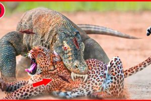 15 Moments Wild Animals Fight Caught On Camera, What Happens Next | Animal Fights