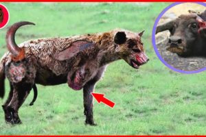 15 Tragic Fate Of A Hyena At Hands Of Nature's Most Ruthless Enemy | Animal Fights