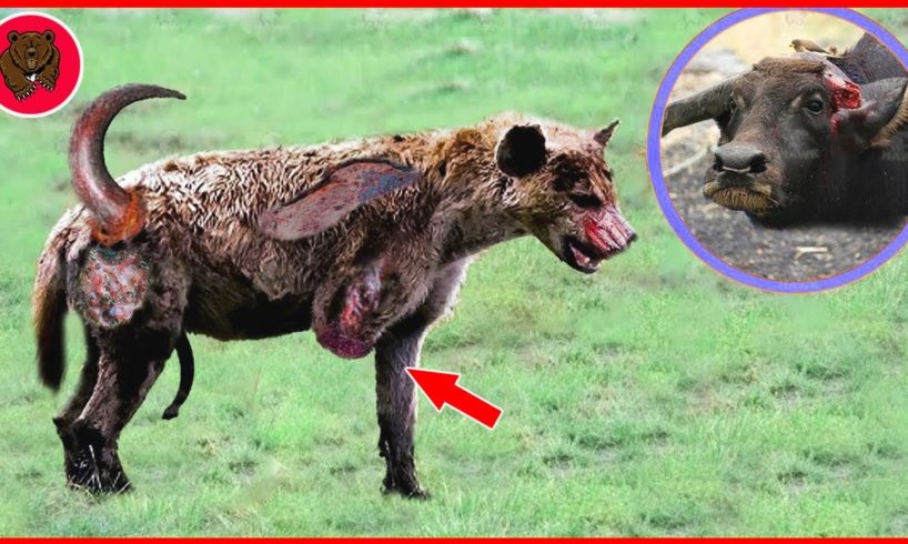 15 Tragic Fate Of A Hyena At Hands Of Nature's Most Ruthless Enemy | Animal Fights