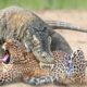 15 Wild Animals Fight Caught On Camera #animals #wildanimals