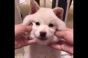 Cute baby animals Videos Compilation cutest moment of the animals   Cutest Puppies #4