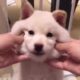 Cute baby animals Videos Compilation cutest moment of the animals   Cutest Puppies #4