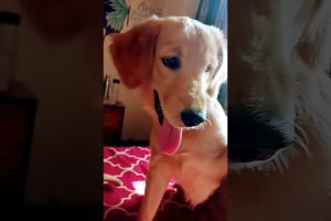 cutest puppy,  puppy,Labrador puppy,,golden retriever puppies,cute puppies,puppy love