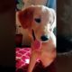 cutest puppy,  puppy,Labrador puppy,,golden retriever puppies,cute puppies,puppy love