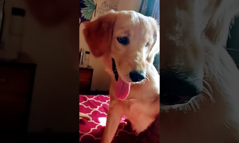 cutest puppy,  puppy,Labrador puppy,,golden retriever puppies,cute puppies,puppy love