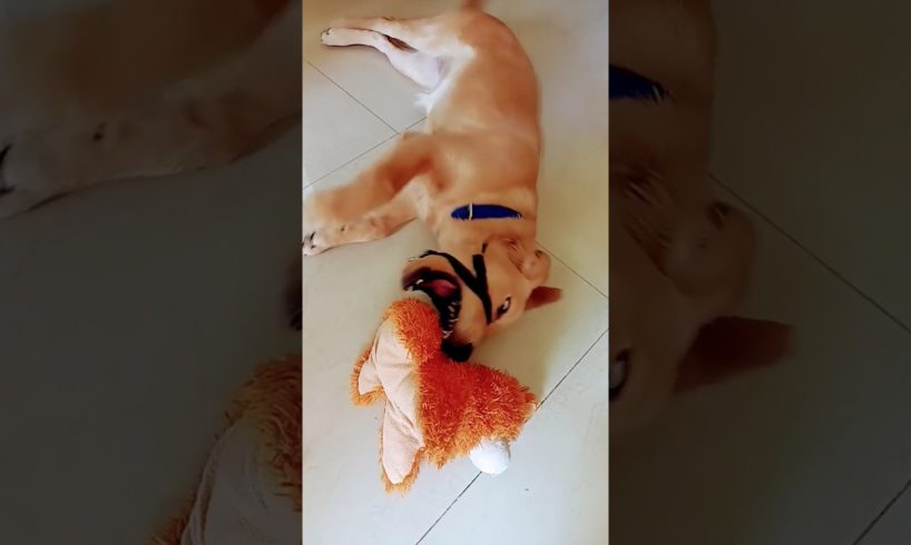 cutest puppy,  puppy,Labrador puppy,,golden retriever puppies,cute puppies,puppy love