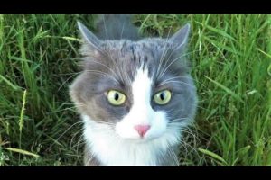 Funny animals - Funny cats / dogs - Funny animal videos 296