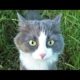 Funny animals - Funny cats / dogs - Funny animal videos 296