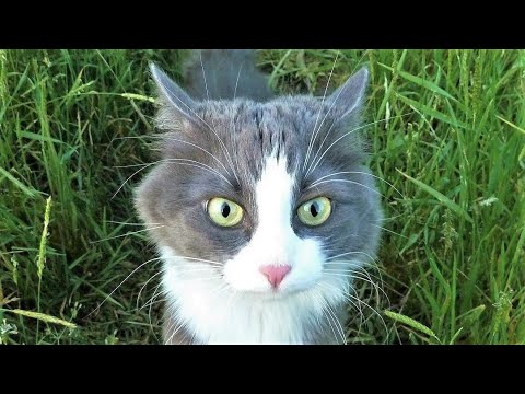 Funny animals - Funny cats / dogs - Funny animal videos 296