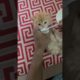 Cute Cat Video 2023😊🥰#shorts #kitten #cutecat #cat #Viral #shorts