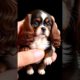 Meet the Cutest Puppy Ever! 🐶 | Must-Watch for Dog Lovers! #4