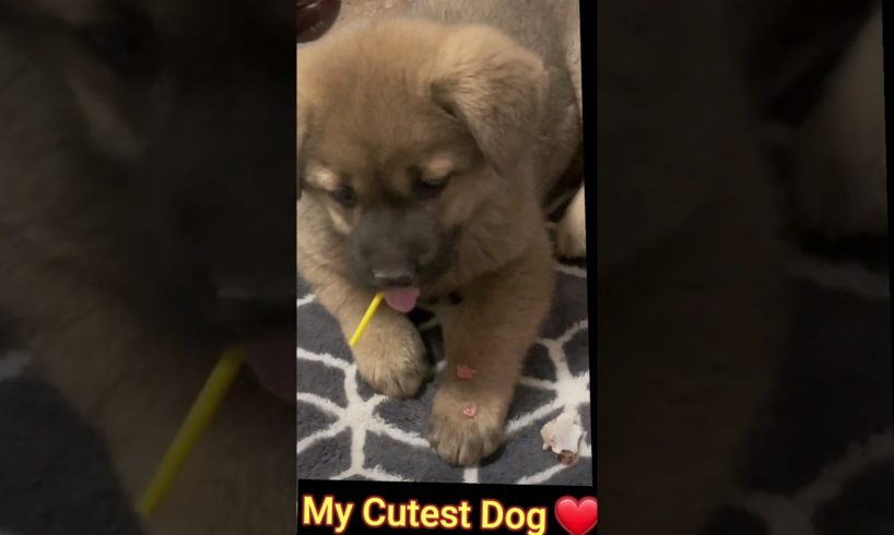 My  Cutest Dog Playing ❤️😻 #trending #shortfeed #animals #hangamareactionshorts