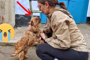 21 Animal Rescue Videos That They Asked People for Help Faith In Humanity Restored #5