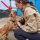 21 Animal Rescue Videos That They Asked People for Help Faith In Humanity Restored #5