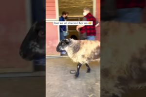 3 Legged Sheep Runs For The First Time