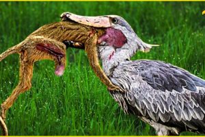 30 Ferocious Moments of Birds Hunting Their Next Meal | Animal Fight