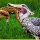 30 Ferocious Moments of Birds Hunting Their Next Meal | Animal Fight