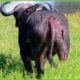30 Moments Buffalo Injured By Animal Fight, What Happens Next?