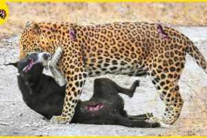 30 Moments Dogs Recklessly Fight Back A Leopard Caught On Camera | Animal Fights