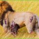 30 Moments Lion Lost One Leg Due While Defending Their Territory | Animal Fight