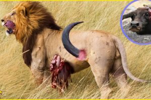 30 Moments Lions Injured By Fight Wild Animal And What Happens Next ?